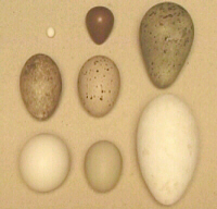 Egg shapes Egg shapes