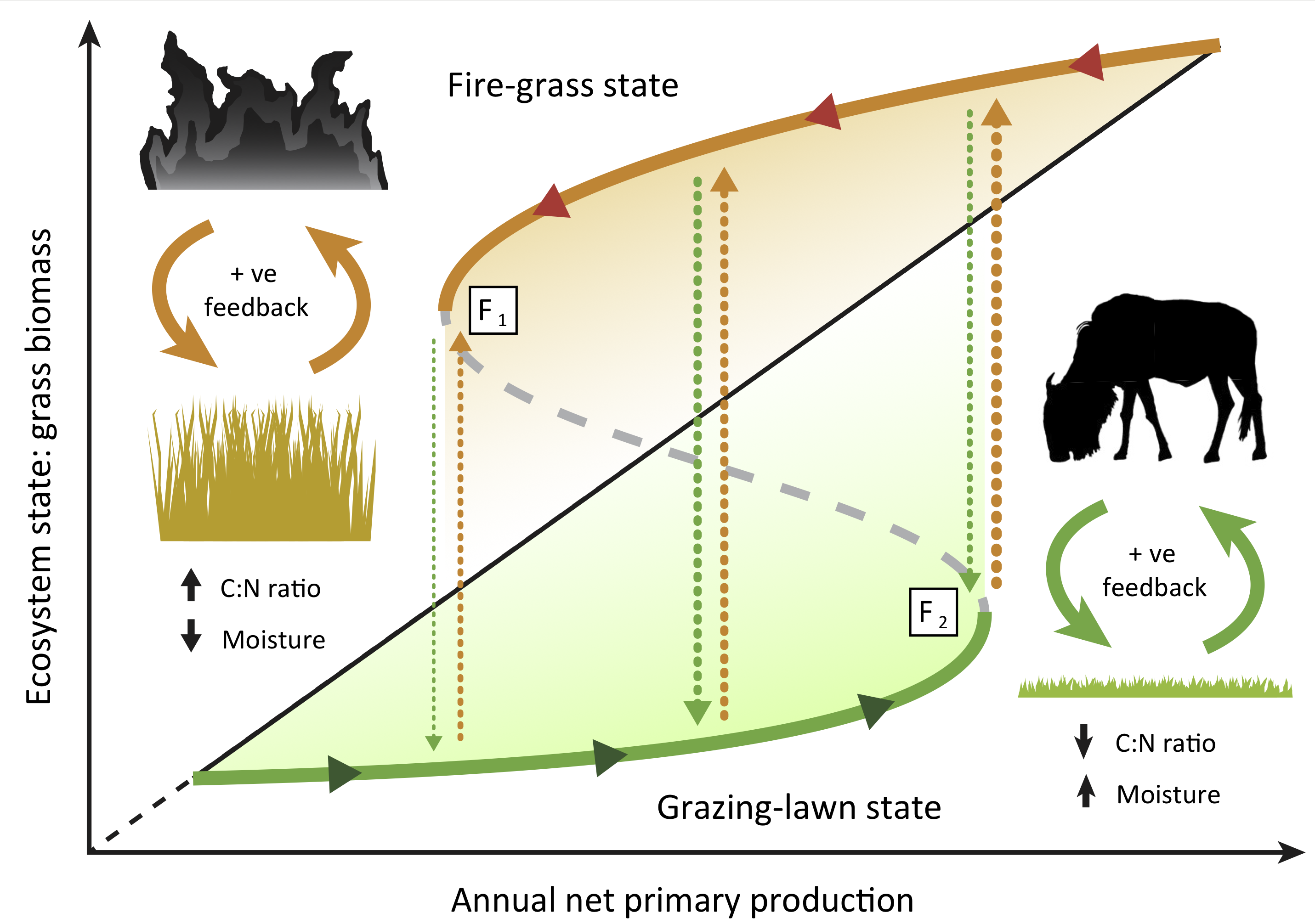 Figure I in Box I from Hempson et al. (2019) illustrating catastrophic shifts between alternate stable states in grassland communities. Conceptual diagram of alternate fire-grass (orange unbroken line) and grazing-lawn (green unbroken line) stable states along a productivity gradient. Each state is stabilized by positive feedbacks (filled orange and green arrows) with fire and grazers, respectively, a dynamic underpinned by opposing C:N ratios and leaf moisture traits amongst others. Transitions between states (broken lines) occur when shifts in rainfall exceed critical bifurcation points at \(F_1\) or \(F_2\), or when external factors precipitate changes. Shading represents grasses with higher palatability (green) or flammability (orange), respectively. The black diagonal line represents the general linear increase in grass biomass with annual net primary production.