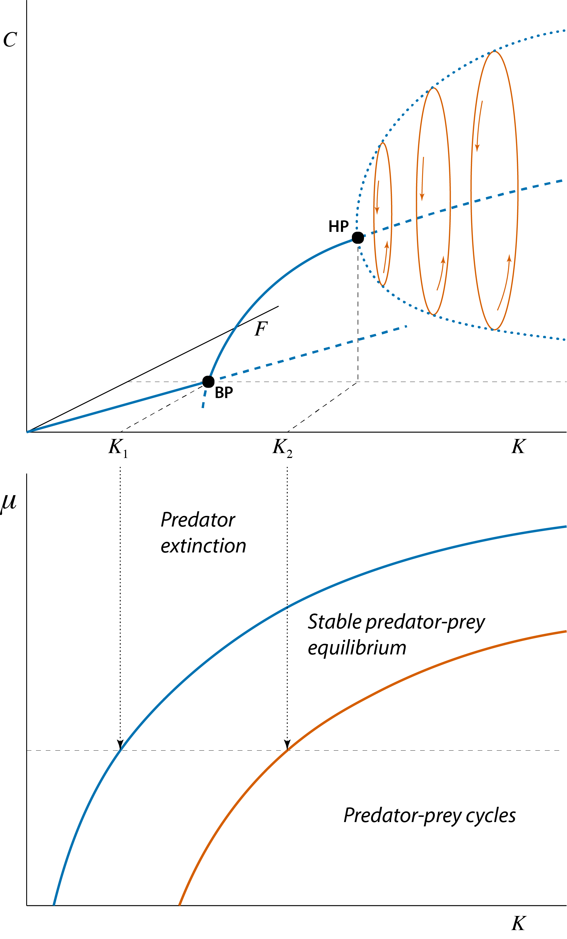 Bifurcation graph of the predator-prey model, showing the steady state values of prey $\tilde{F}$ and predator $\tilde{C}$ as a function of the model parameter $K$ representing the prey carrying capacity. Curve sections representing unstable steady states are indicated with dashed lines, curve sections representing stable steady states are indicated with solid lines. The special point indicated with 'BP', occurring at $K=K_1$ is the branching point or transcritical bifurcation point, above which predators can persist. The special point indicated with 'HP' occurring at $K=K_2$ is the Hopf bifurcation point at which the predator-prey equilibrium changes form stable to unstable and a limit cycle emerges. With increasing values of $K$ these limit cycles increase in amplitude. The thick dotted line indicates the amplitude of these cycles in the predator abundance. The three ellipse-shaped closed curves illustrate this limit cycle in both prey and predator density with thin arrows inidcating the direction of rotation.