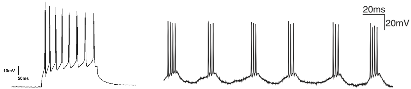 Left: Example of tonic spiking. Right: A chattering neuron recorded in vivo from the cat visual cortex shows rhythmic bursting in the gamma frequency range (from Wang 2010).