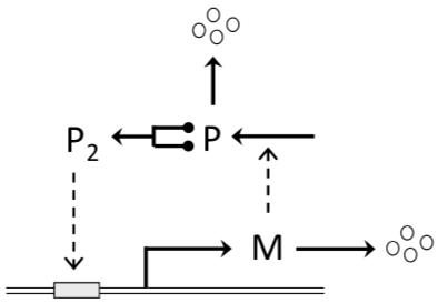 Wiring diagram of a bistable molecular switch (Tyson and Novak 2013). The synthesis of protein P is directed by mRNA indicated with M, which is transcribed from a gene controlled by a promoter (gray box on the double-stranded DNA molecule). The promoter is active when it is bound by dimers (or tetramers) of P.