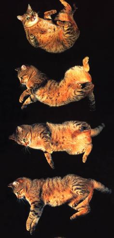 Falling cats
