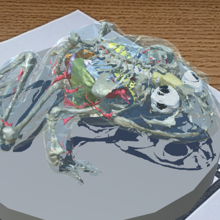 Frog anatomy in AR