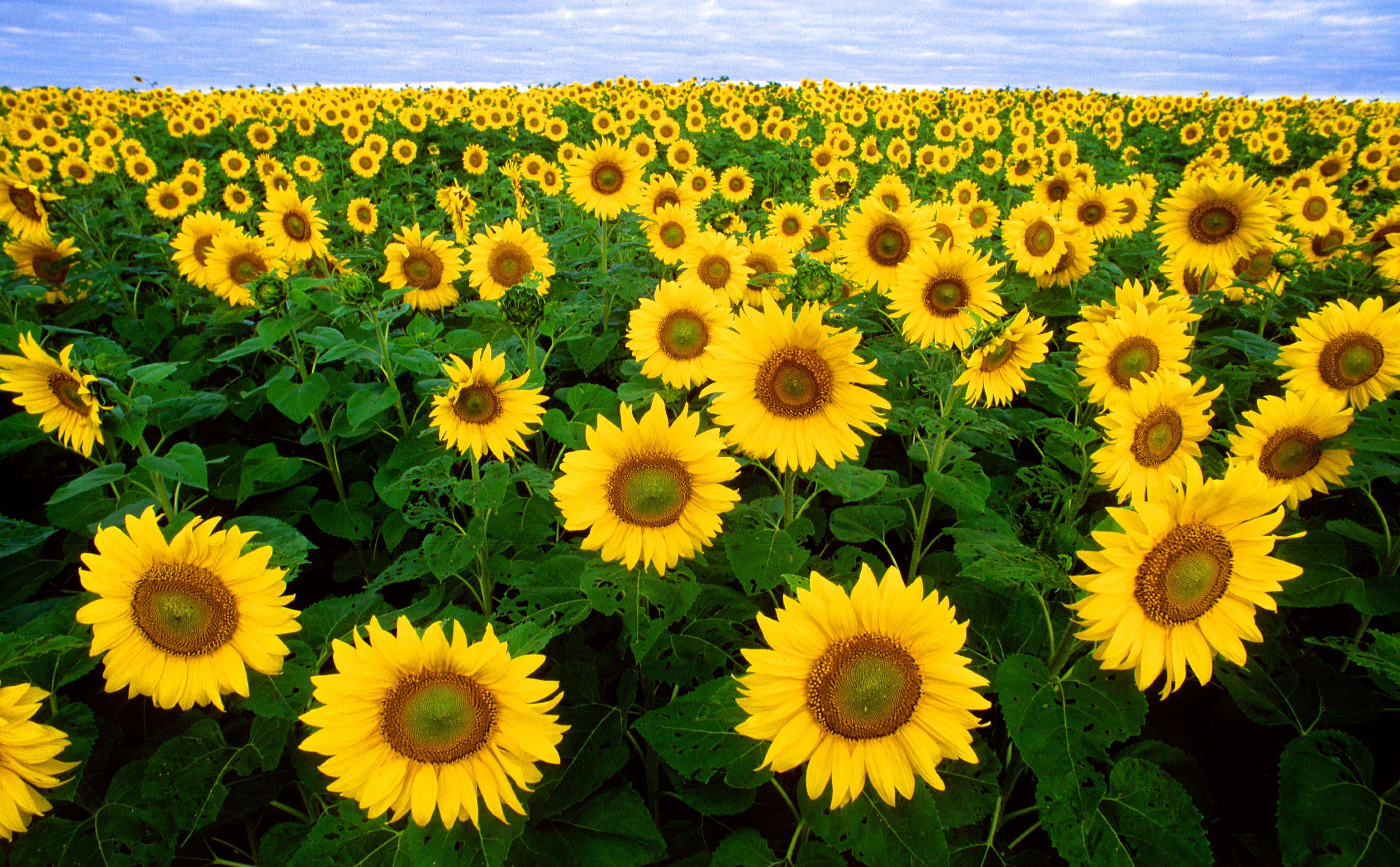 ../../../_images/sunflowers.jpg